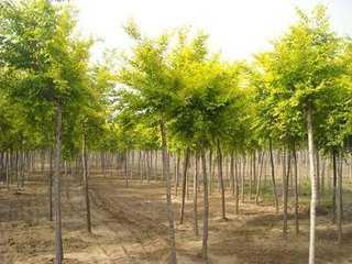 山東地區適宜種植的經濟樹木及其種植要點