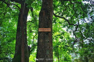 岜沙人的樹(shù)木崇拜與樹(shù)葬文化 與自然共生的生命哲學(xué)