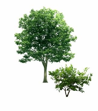 綠意盎然 探索樹(shù)木素材的藝術(shù)與實(shí)用價(jià)值