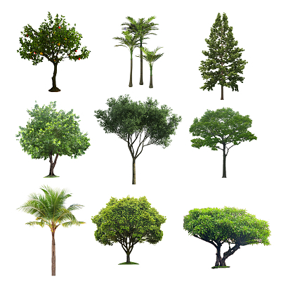 樹木 景觀園林中的綠色靈魂