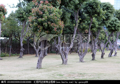 鷺島綠韻 探尋廈門常見樹木及其城市生態(tài)文化