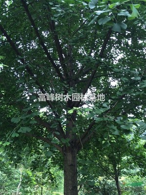 桂林山水間的綠色詩(shī)篇——探尋桂林樹木的生態(tài)與人文意蘊(yùn)