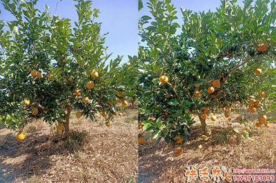 臍橙防凍技術(shù)要點(diǎn)與優(yōu)質(zhì)植物防凍劑品牌推薦